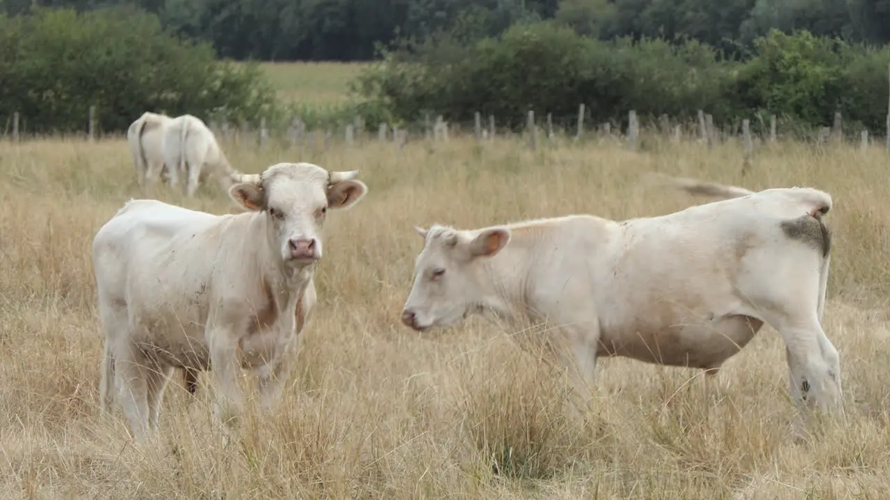 Two large Charolais calves in a dry pasture looking straight ahead Poitou Charente France Europe