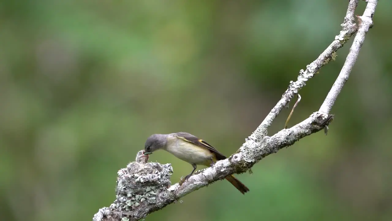 a female small minivet bird came with food and gave it to her hungry chicks who were waiting to be nested