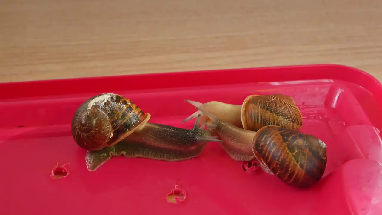 Three Snails kissing each other