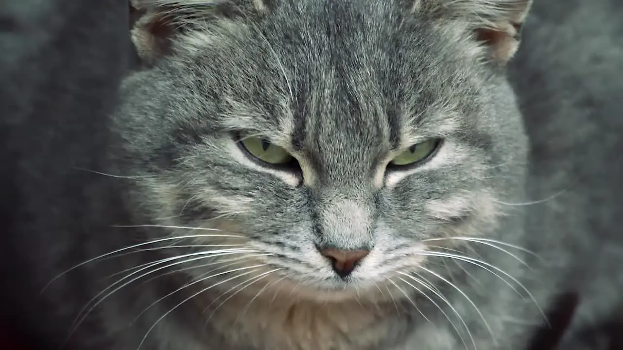 Close-up of an adult silver female cat with deep green eyes and long white mustache turning her head left and right