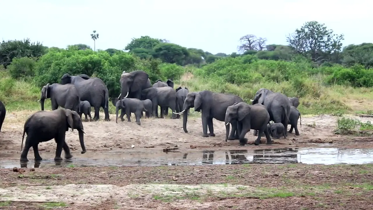 Large elephant family resting at the river bank