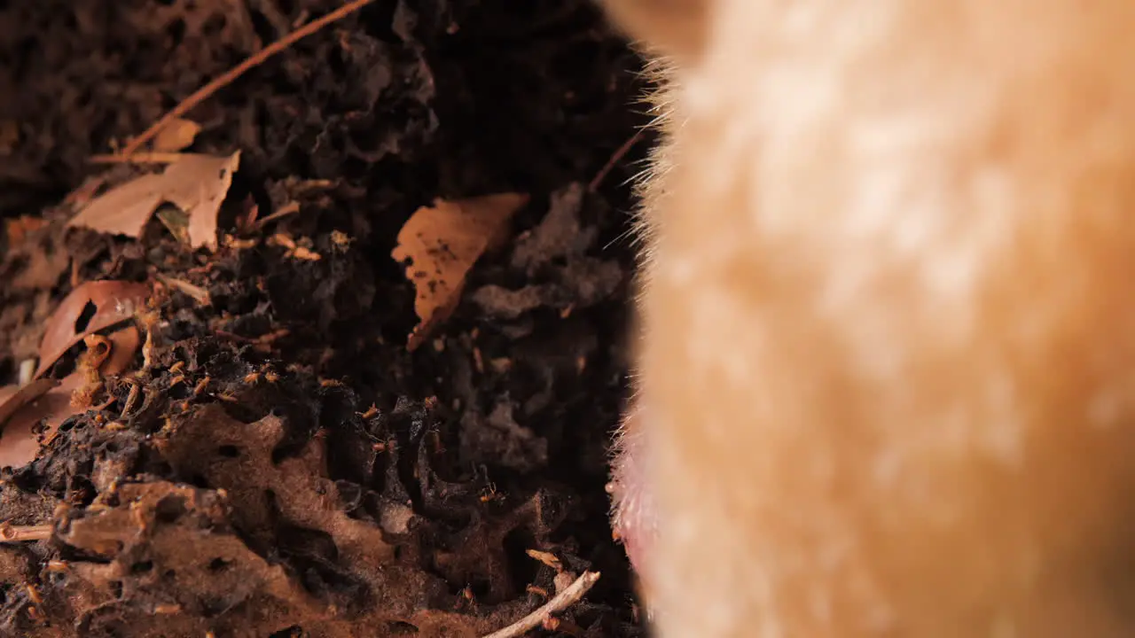 Termites closeup moving while Southern Anteater with injury paw is above them