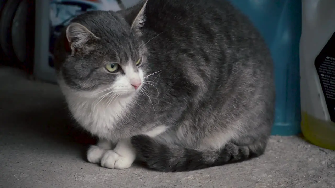 Angry looking male cat with gray and white colored fur resting on the garage floor on a cold winter day