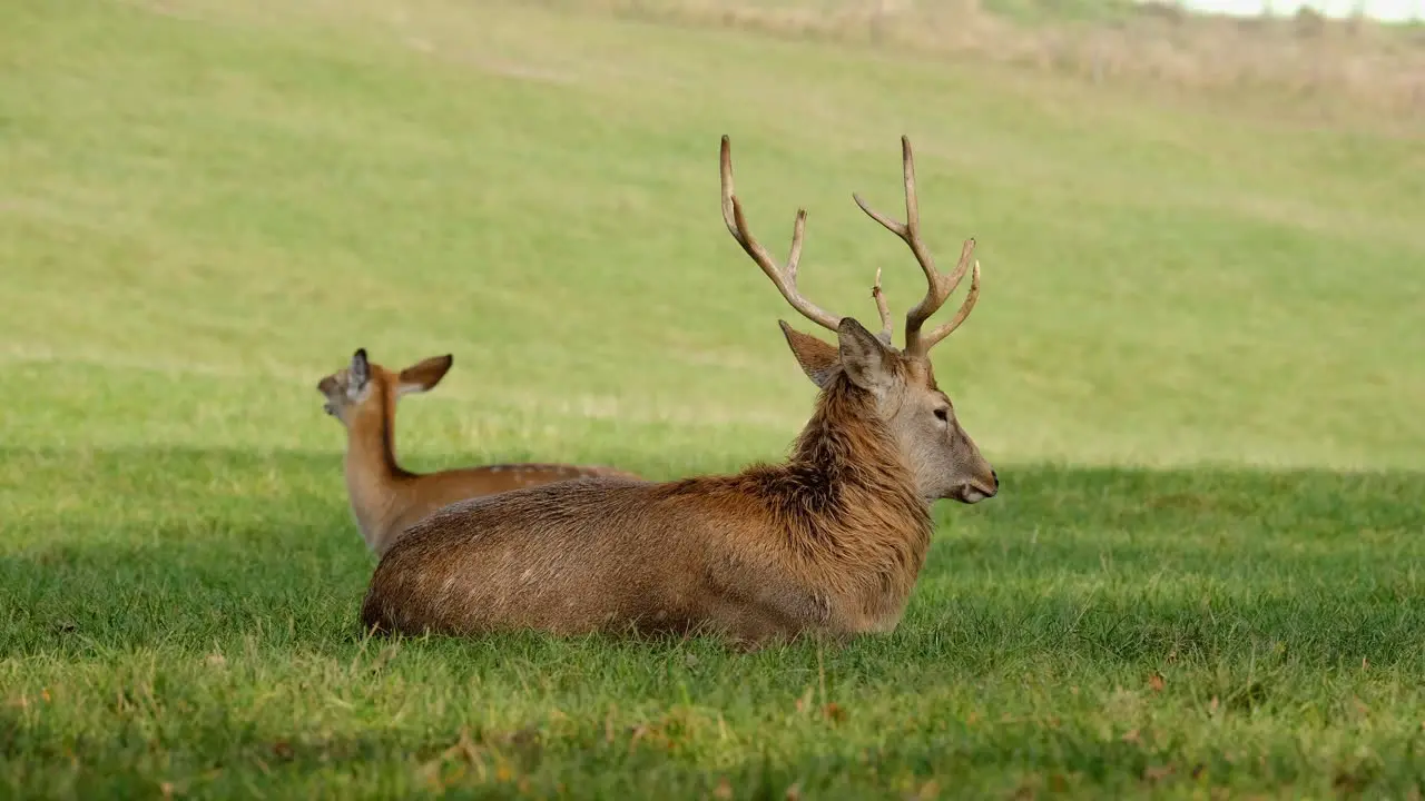 Male and female deer laying and resting at grassy ground surface during sunshine day