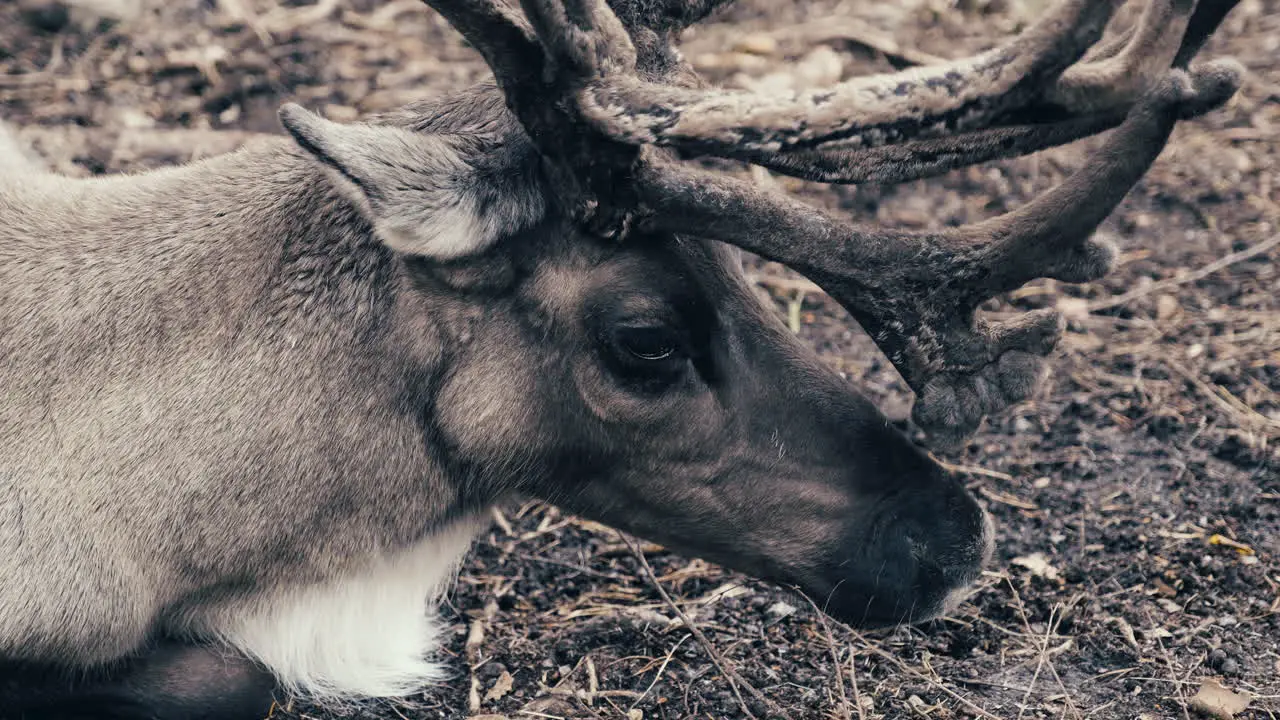 A Lone Reindeer Munching Grass While Relaxing In The Meadow extreme close up