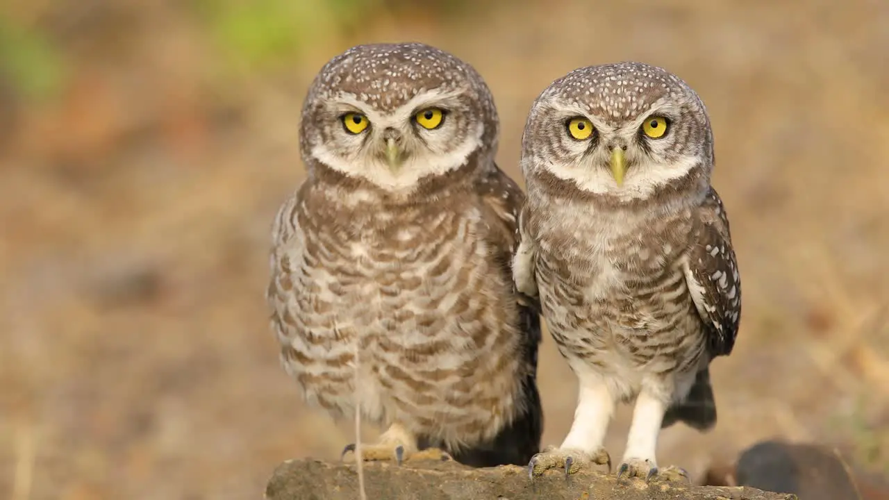 A Pair of Spotted Owlets sit on a rock very near human habitation during early morning basking in sun  these are common to India and South East Asia