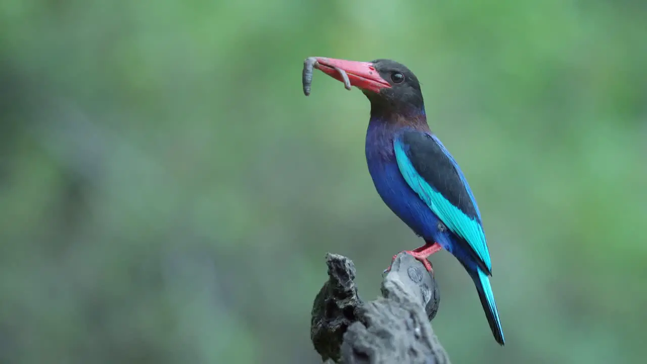 the javan kingfisher eats worms while perching on a dry branch