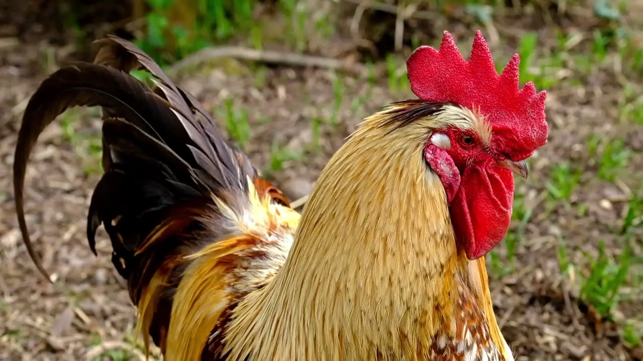 Close up of rooster at a farm standing on the ground and observing the area during nice weather day