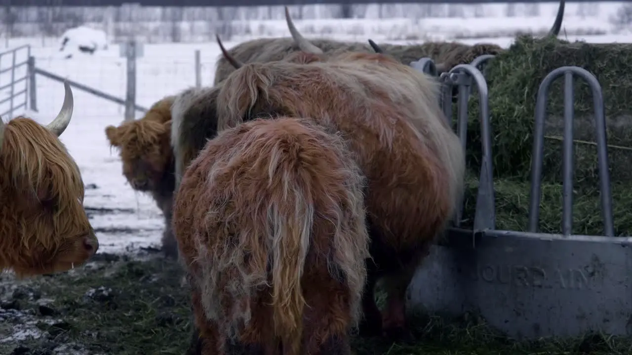 Pan over a highland cattle in winter eating hay