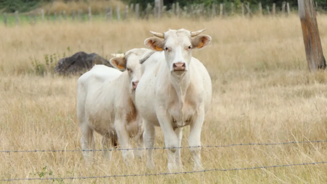 Male Cow of the Charolais breed in a dry pasture looking straight ahead Poitou Charente France Europe