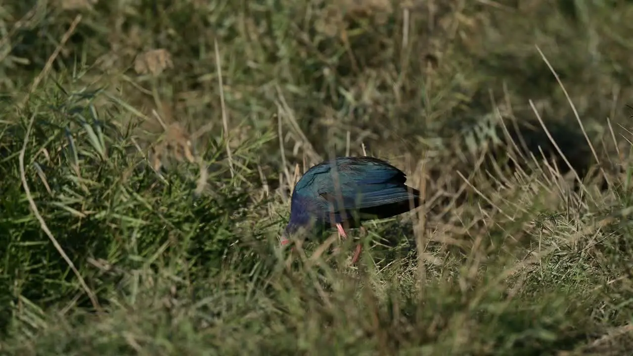 Swamphen wandering in the wild bushes of marsh grassland for food at the bird sanctuary