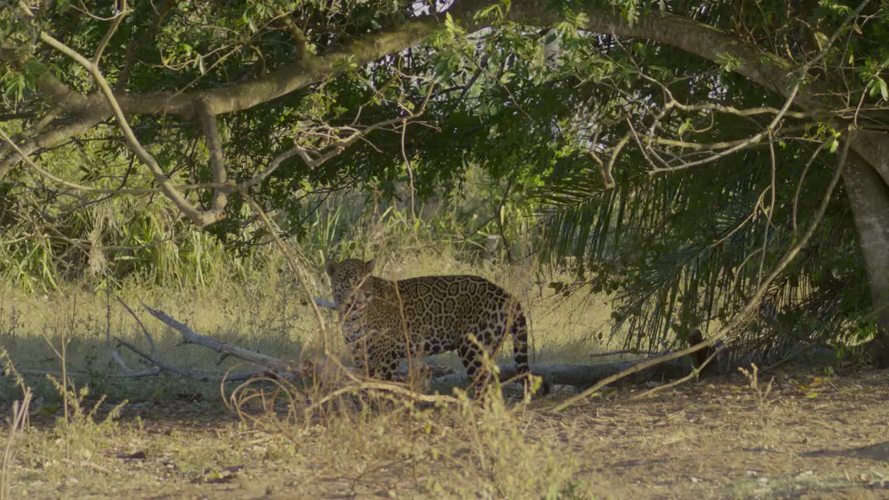 Beautiful jaguar lays down under a tree in Pantanal