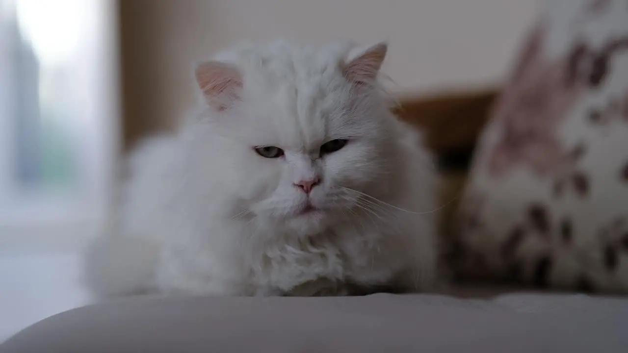 White cat is relaxing by laying at sofa bed with pillows on it home leisure and laid back atmosphere