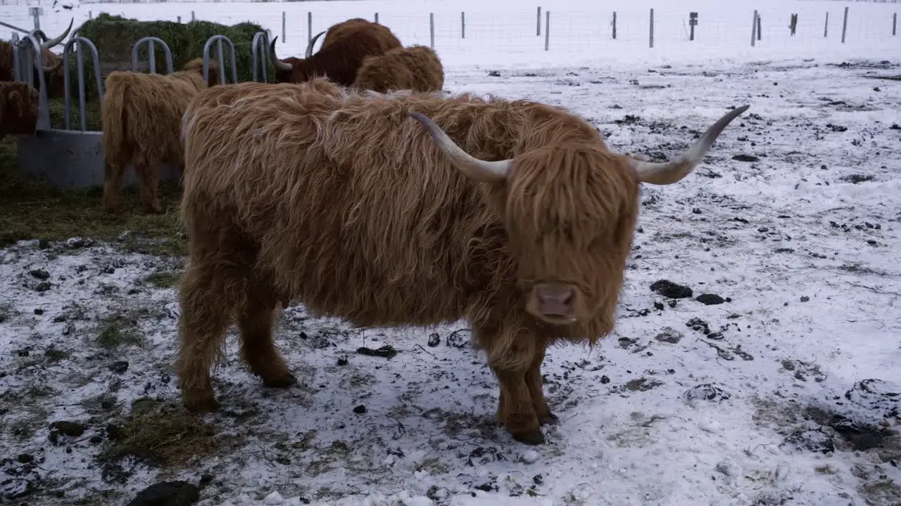 Highland bull chewing calmly in front of herd in winter