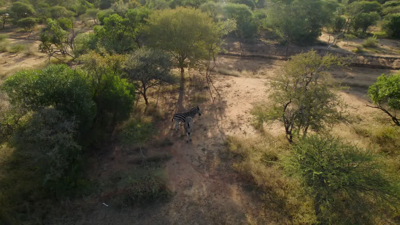 two zebras standing under tree shade in savannah meadow at sunny day