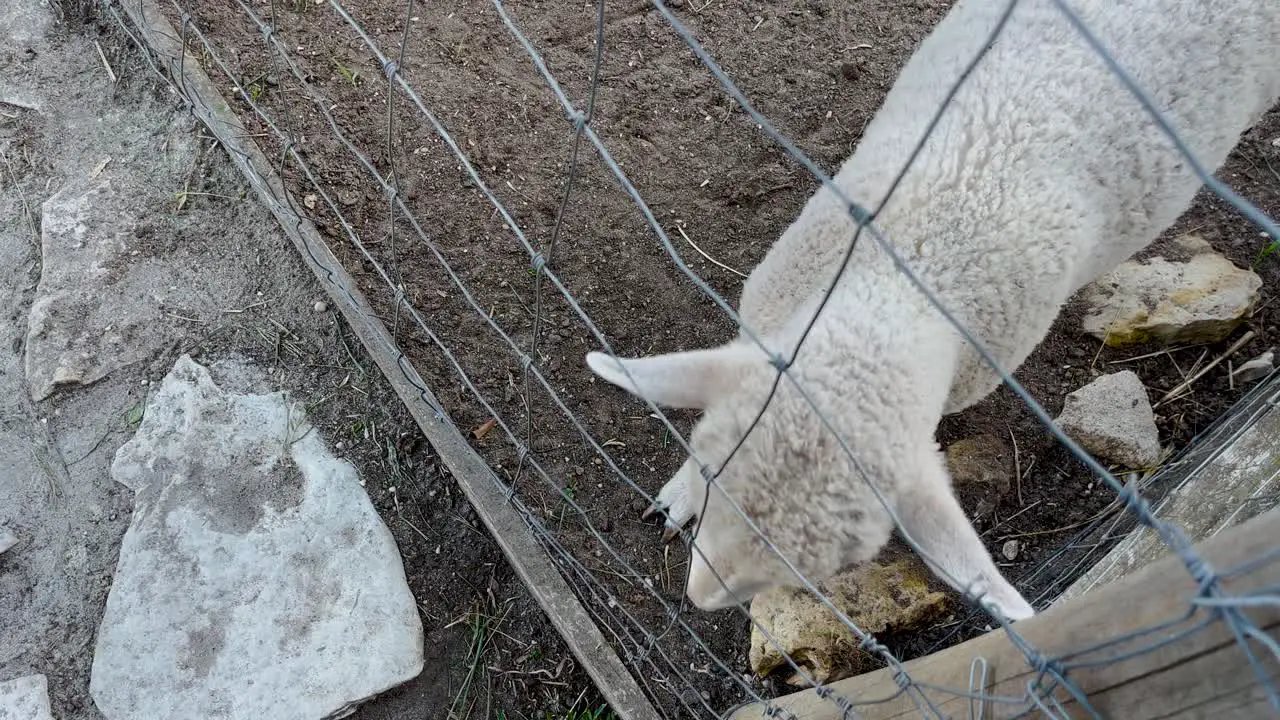 Lamb on a farm with head through a fence