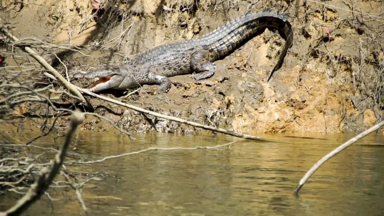 Giant Crocodile lazing on the side of the Daintree River in Far North Queensland Australia