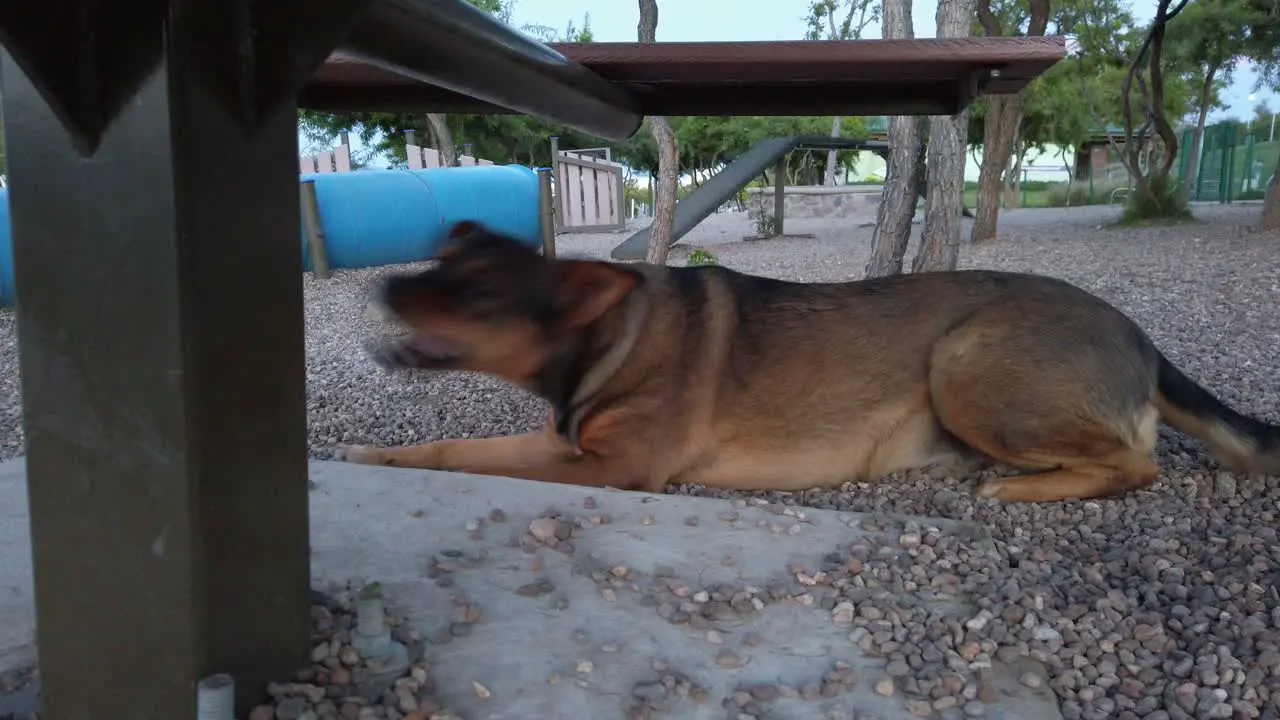 Adopted dog having a break after playing at the dog's park with other dogs