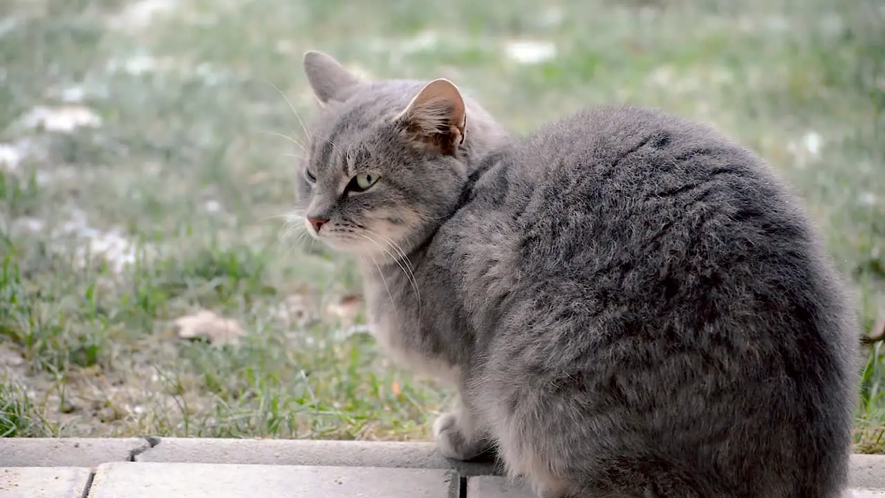 An adult gray female cat with a lovely winter fur sitting on a backyard pavement and looking on the grass