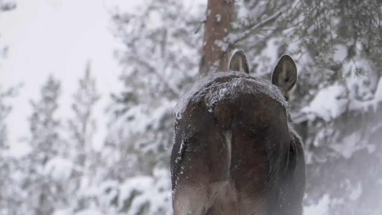 Large Moose shrouded in white misty snow wandering Winter forest Backview medium slow-motion shot