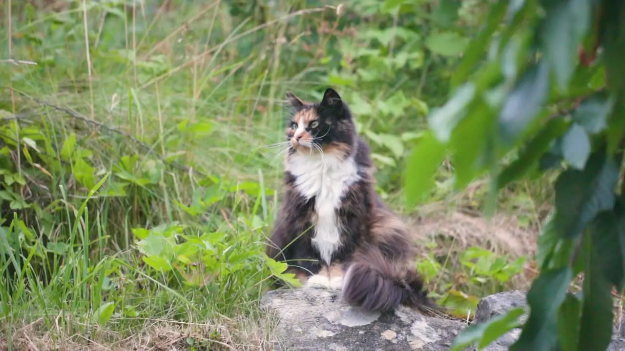 Cat laying down and scouting for bird or mouse