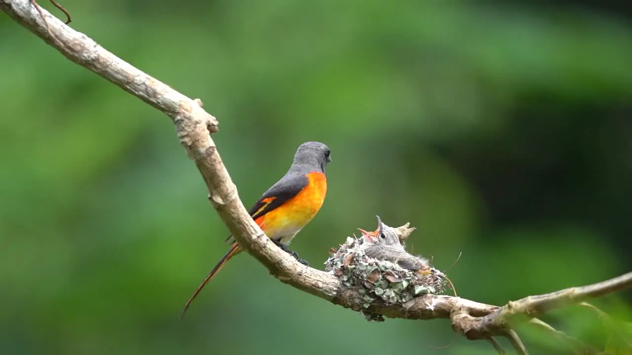 a small minivet bird was feeding his two young in the nest and then flew away leaving them to look for more food