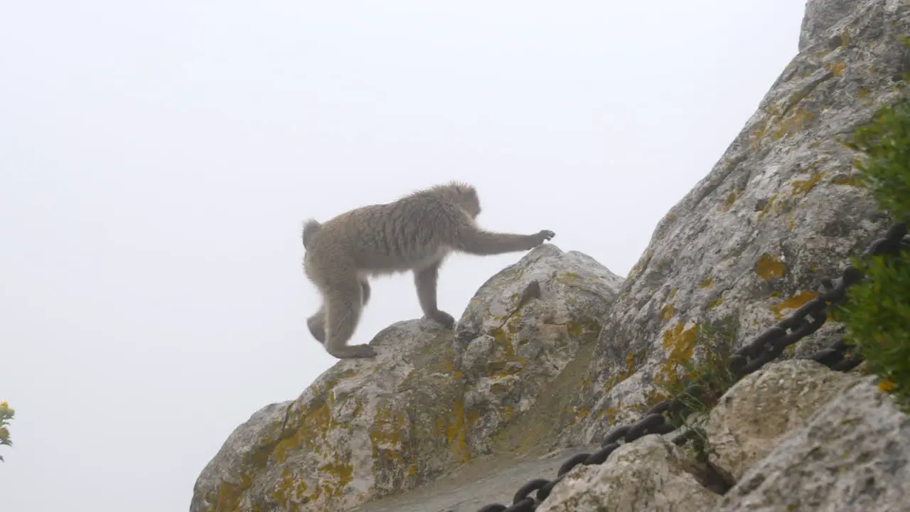 Barbary Macaque Monkey on Gibraltar Rock Misty Day Slomo Track