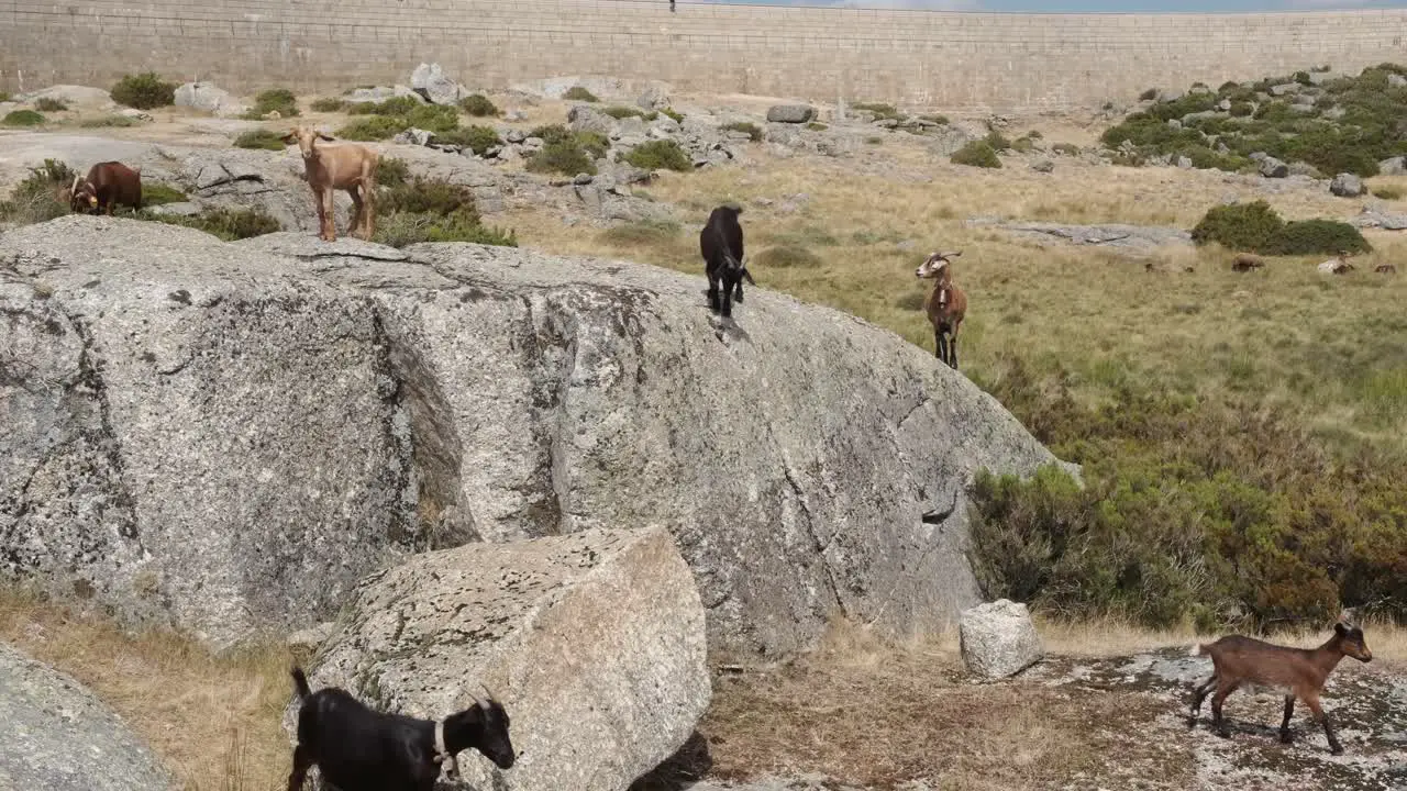 Herd of goats walking on rocks Serra da Estrela in Portugal