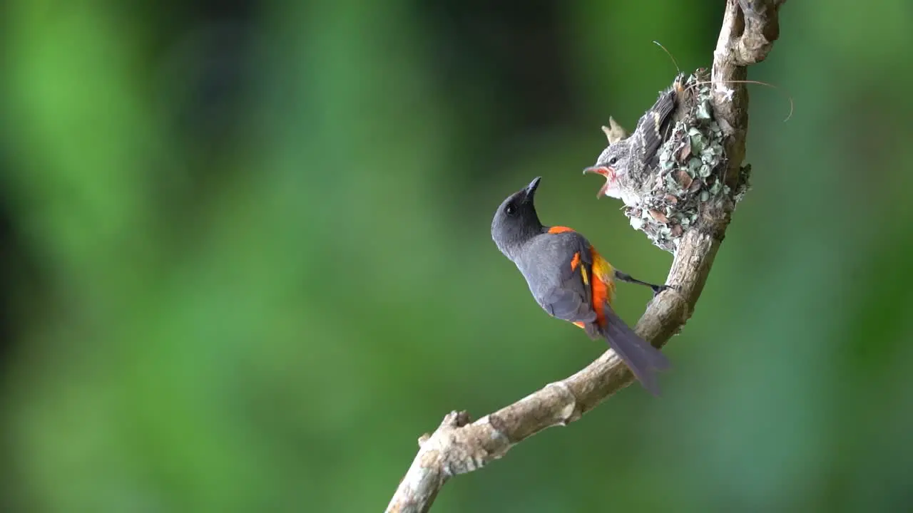 a male small minivet bird is feeding its chicks which are waiting to be nested