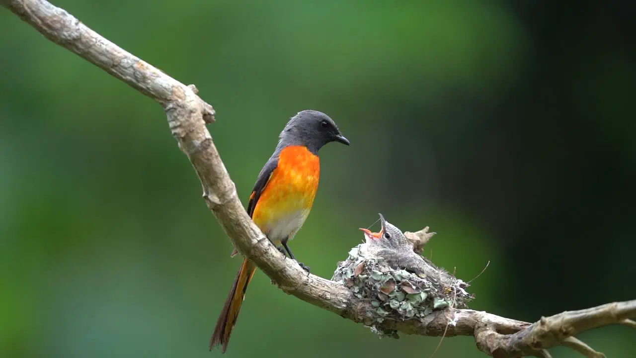 a male small minivet bird feeds its young and the leaves the in turn a female bird comes which also feed its young