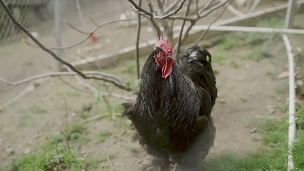 Black rooster is standing outside in the garden and observing his surroundings