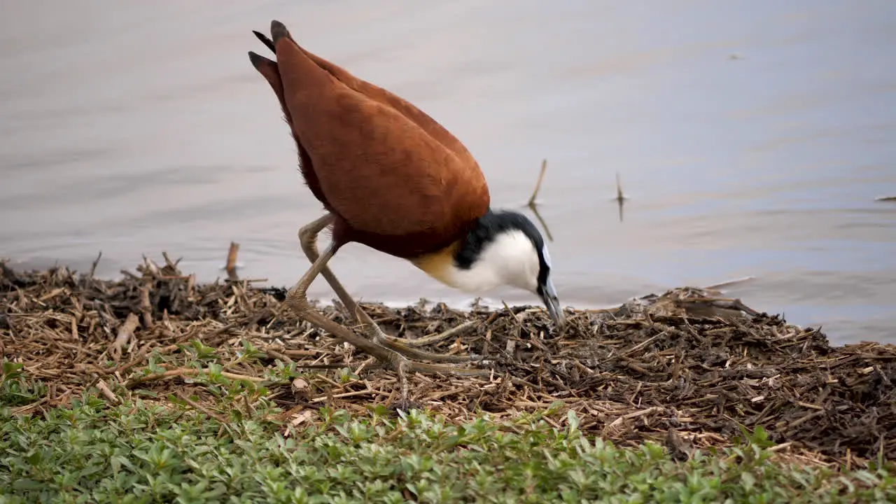 African Jacana walks along riverbank with massive feet foraging