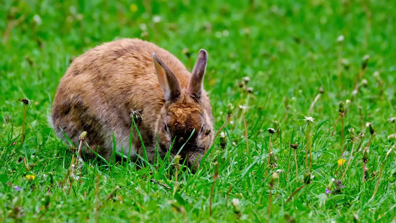 Little brown rabbit eating grass by himself