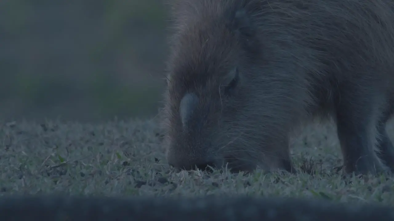 Male capybara with scent gland on its face eating grass