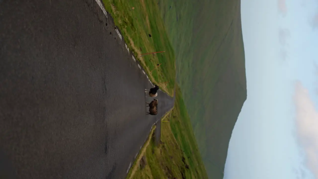 Vertical shot of two lone sheeps in middle of mountain road in Eysturoy Faroe Islands