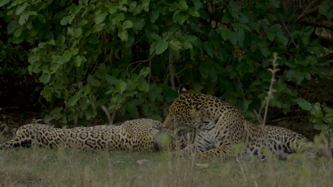 Lovely jaguar behaviour two jaguars loving each other