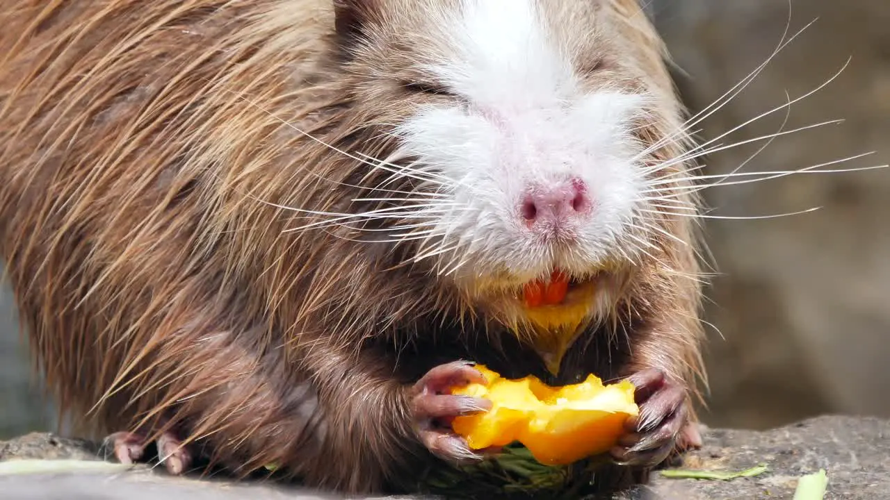 a brown beaver Eats a fruit