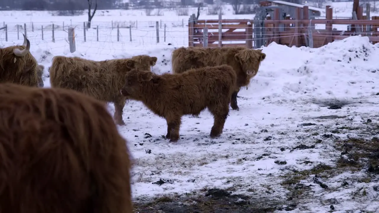 Young highland bull running around in winter