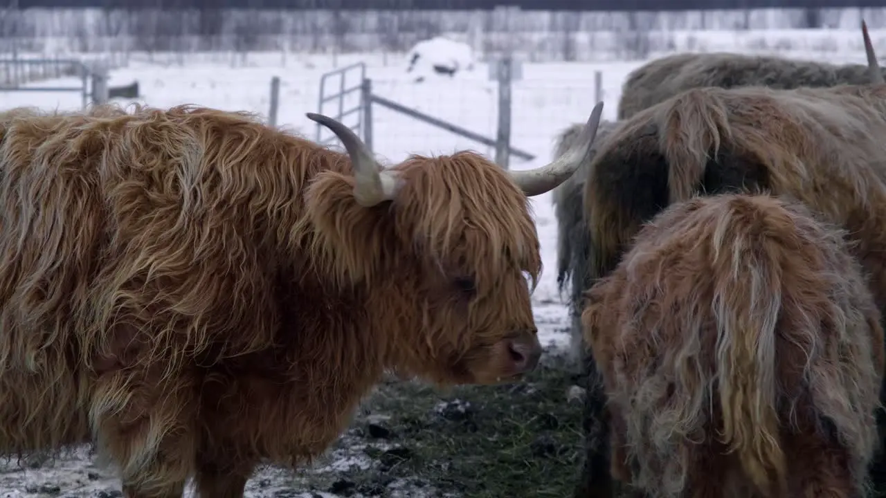 Highland bull chewing beside the herd in winter