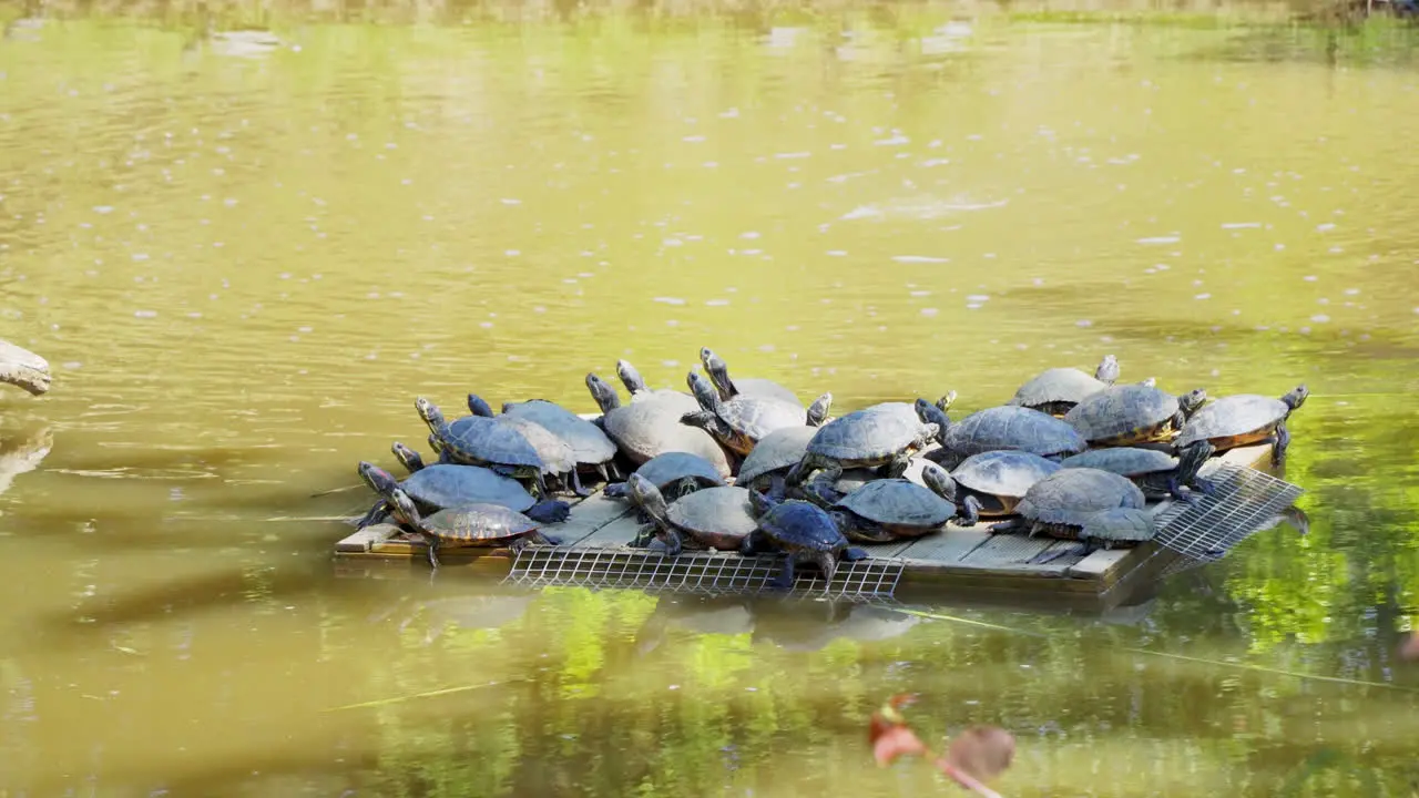 Turtles resting on a rock close to shore