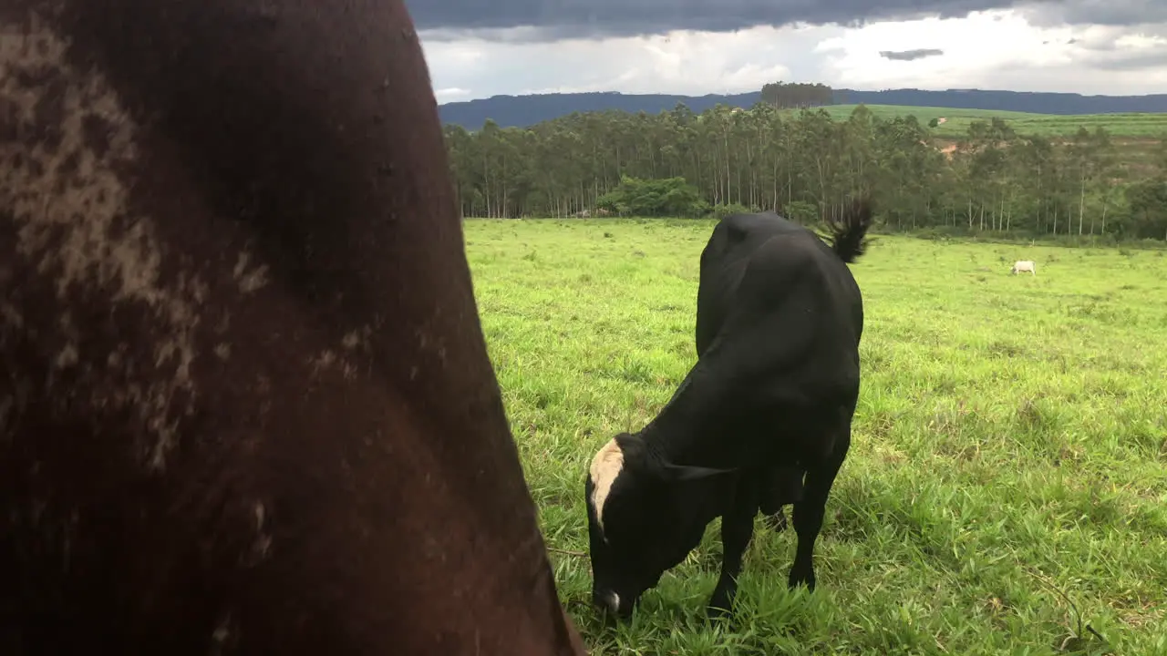 Black cattle on grass field in Brazil another male bull enters frame