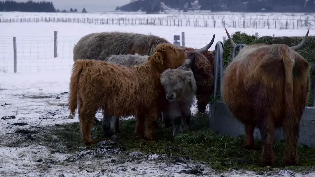 Two young highland pushing each other in winter