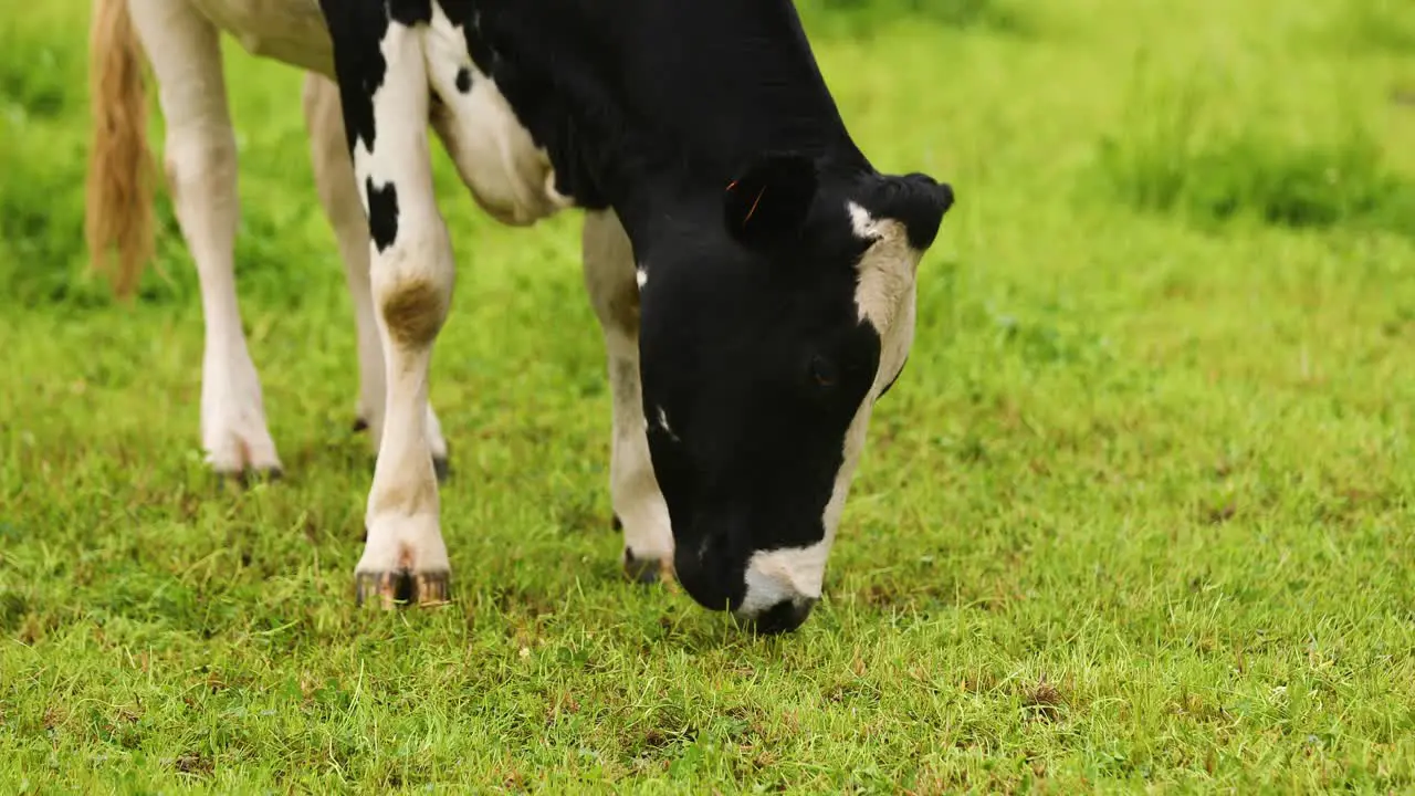 Domestic Holstein Cattle Grazing In The Countryside Field Of Azores Terceira Island Portugal