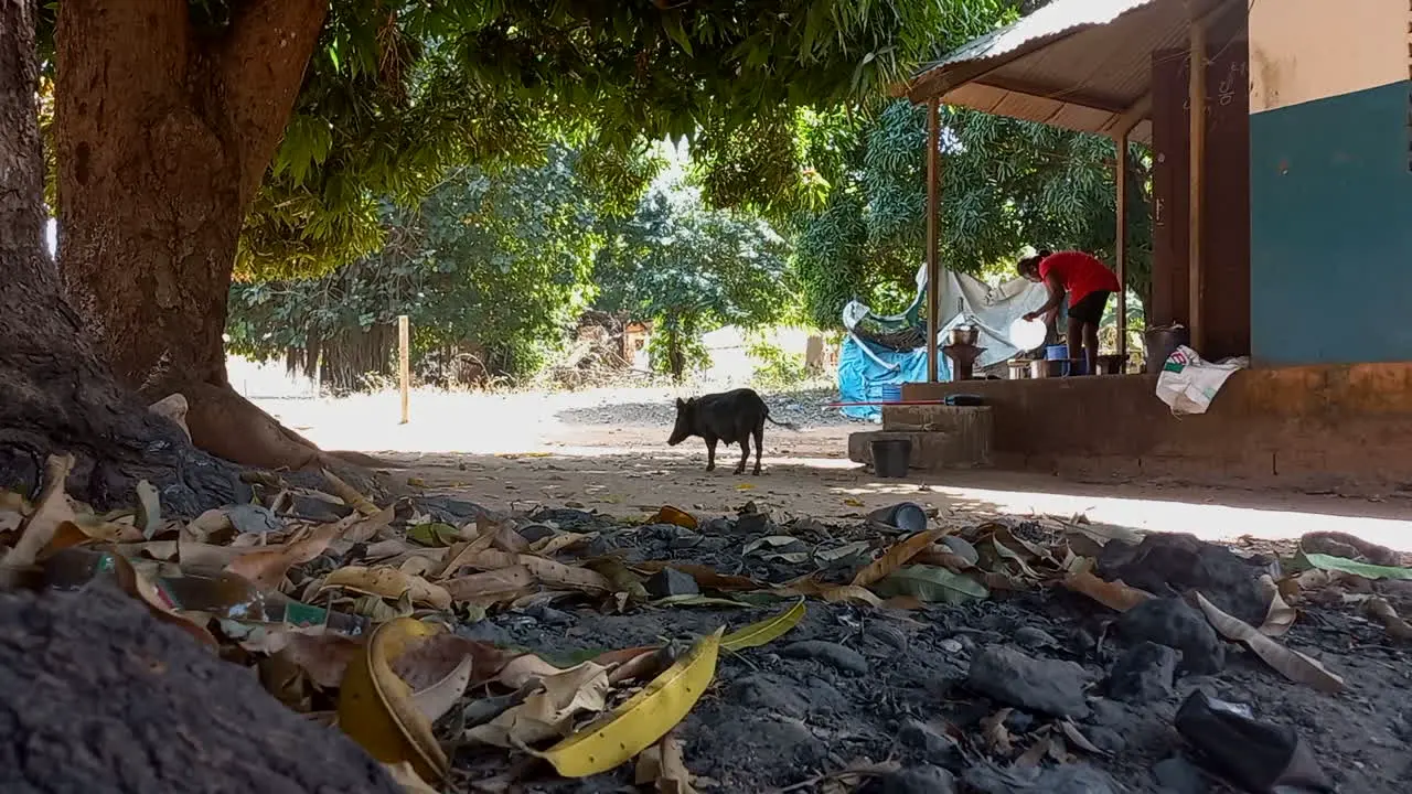 Blue African house in a village with big trees and a black pig running free