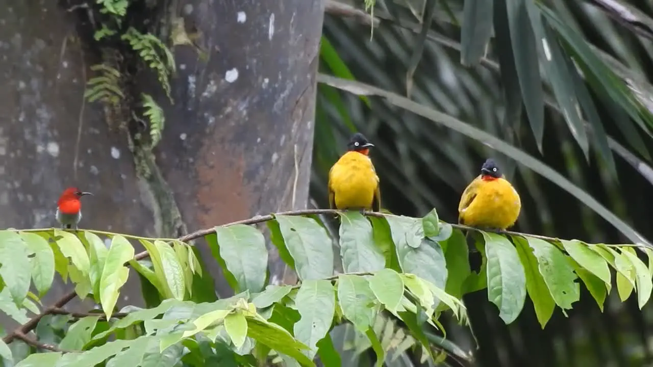 two balck-crested bulbul birds a yellow bird and javan sunbird are on a green leaf branch