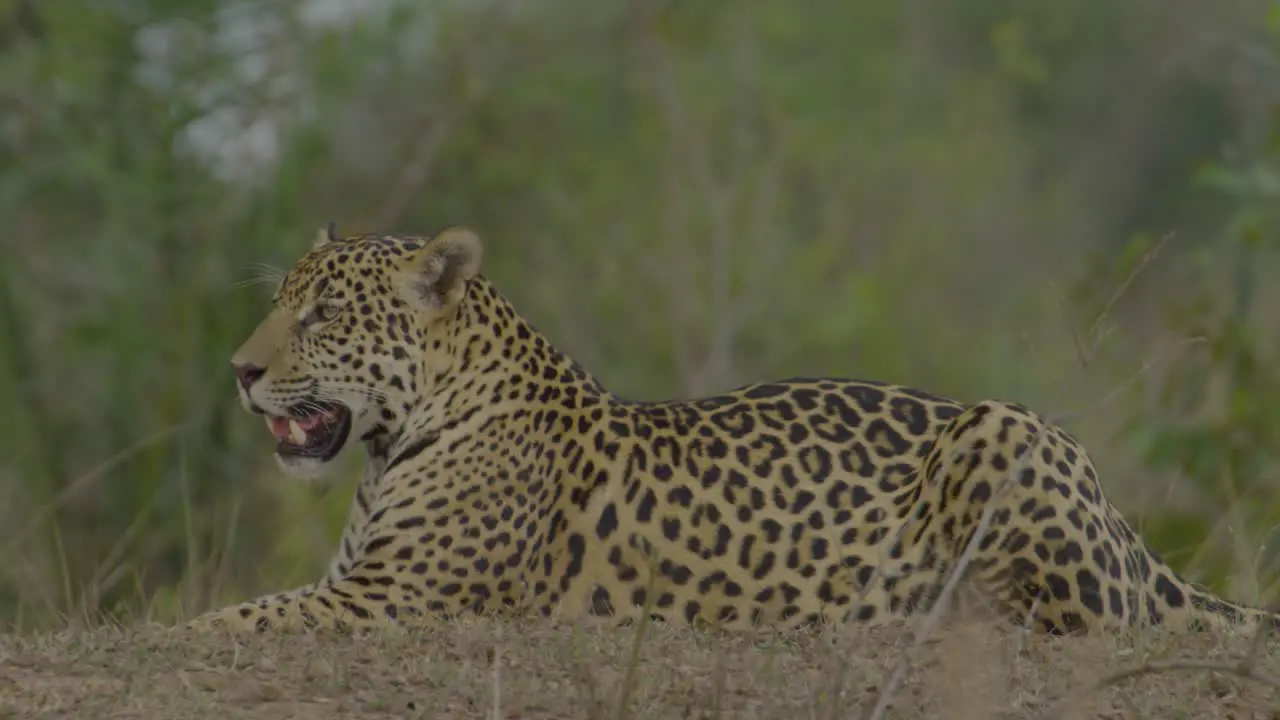 Beautiful jaguar resting medium shot