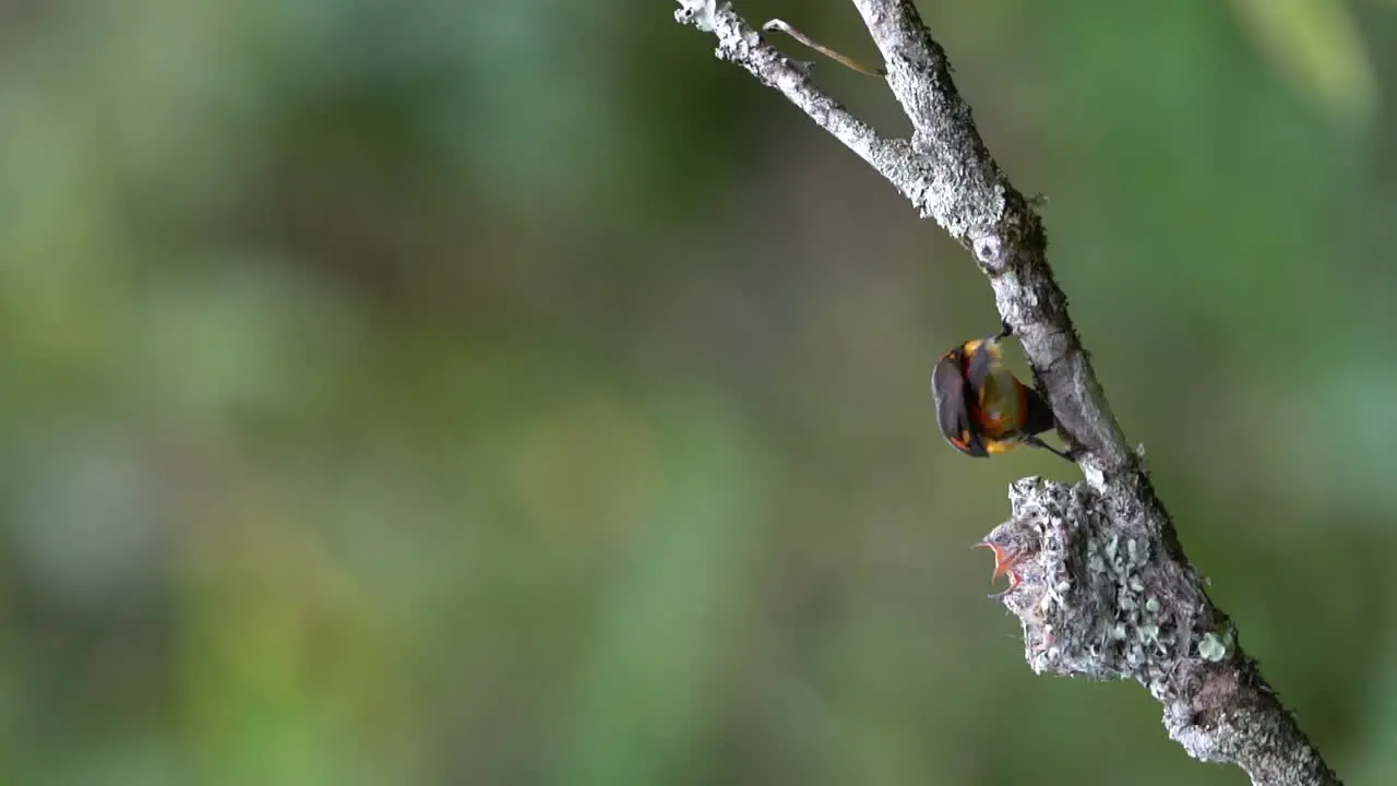 a male small minivet bird was feeding two of its young in its nest and then flew away from it