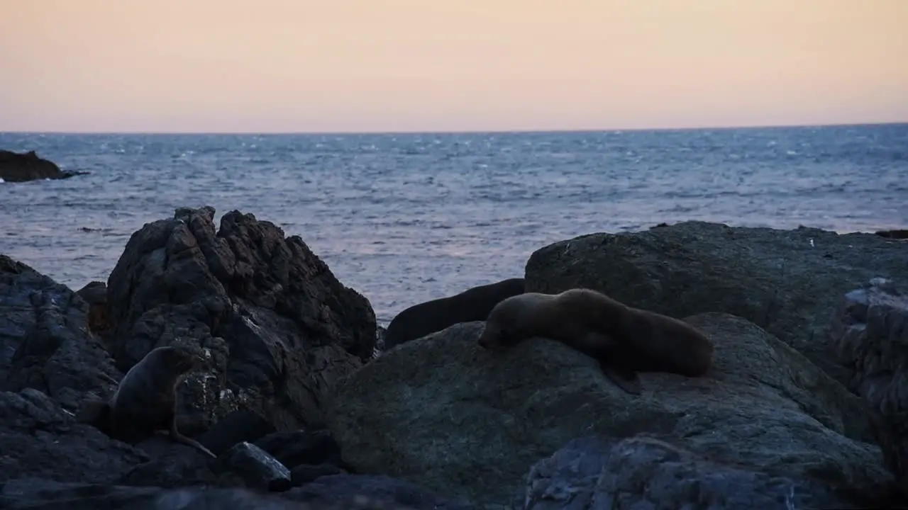 New Zealand fur seals lying at the shore on rocks during a warm orange sunset