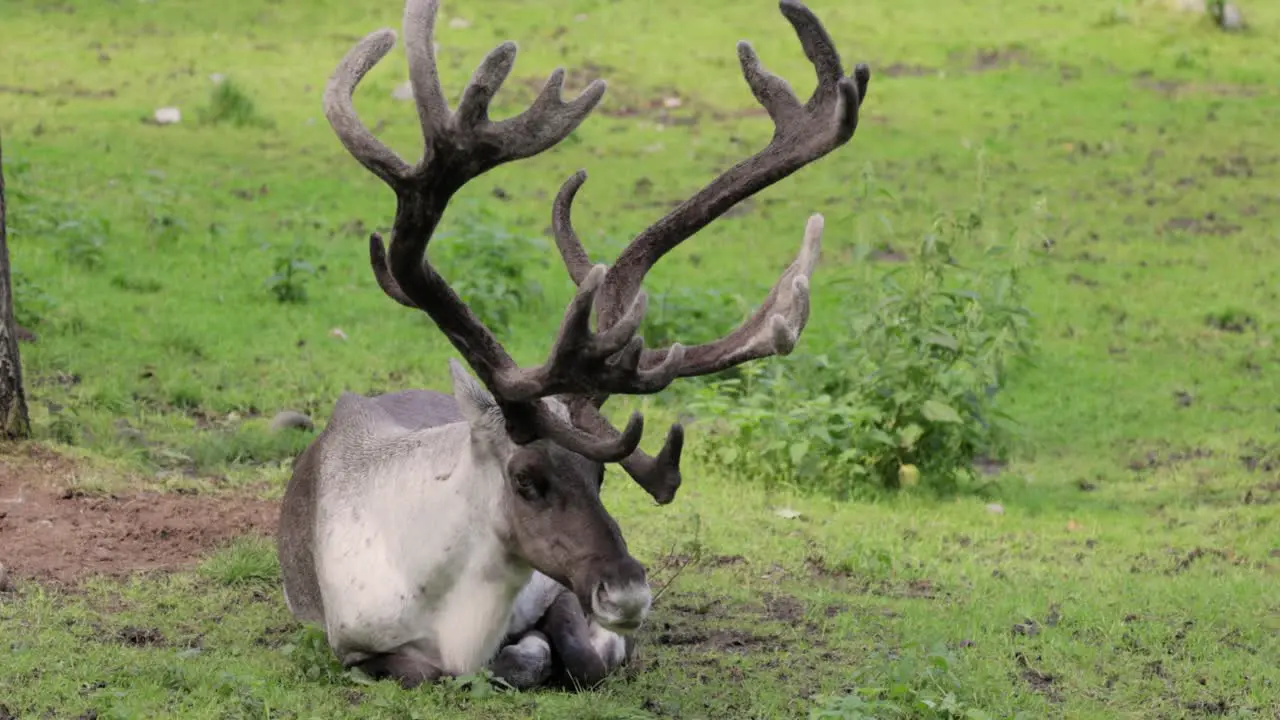 Reindeer (Rangifer tarandus) on the green grassland