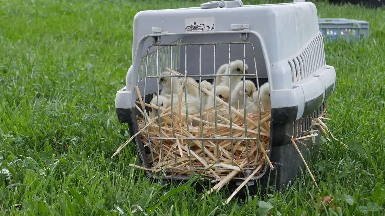 Domesticated Farm Animals White Silkie Chicken Chicks in Metal Cage